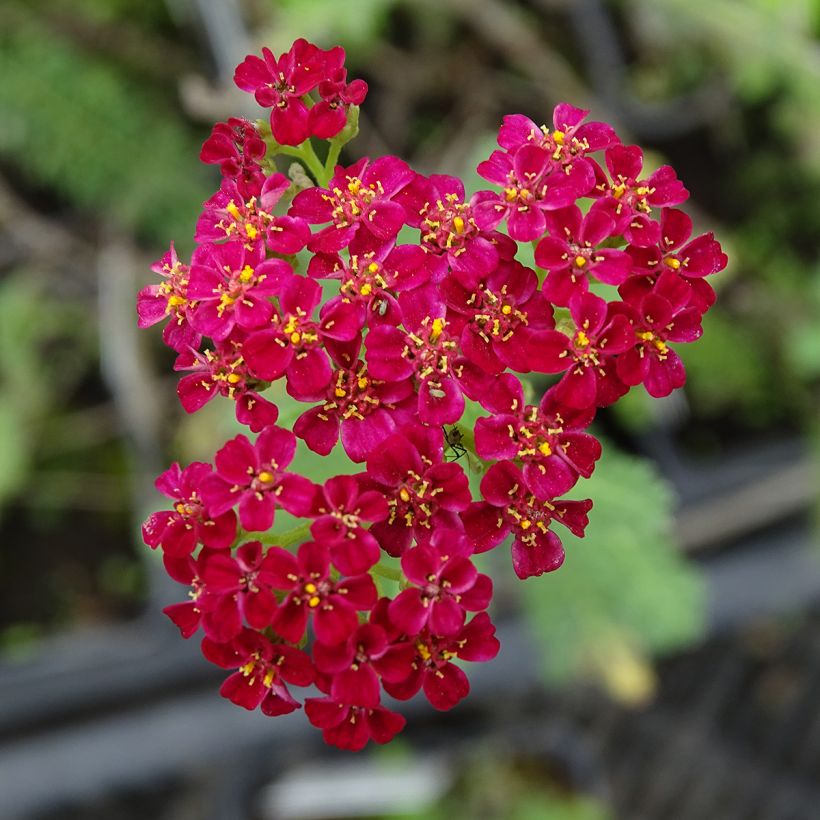 Achillea millefolium Summerwine (Fioritura)