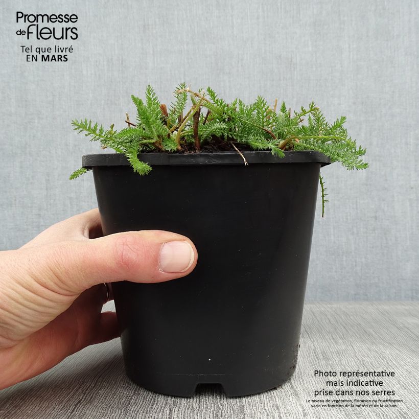 Achillée millefolium Terracotta Pot de 2L/3L esemplare consegnato in inverno