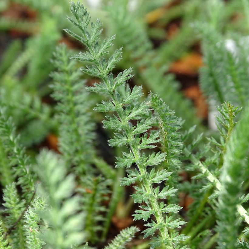 Achillea millefolium Terracotta (Fogliame)