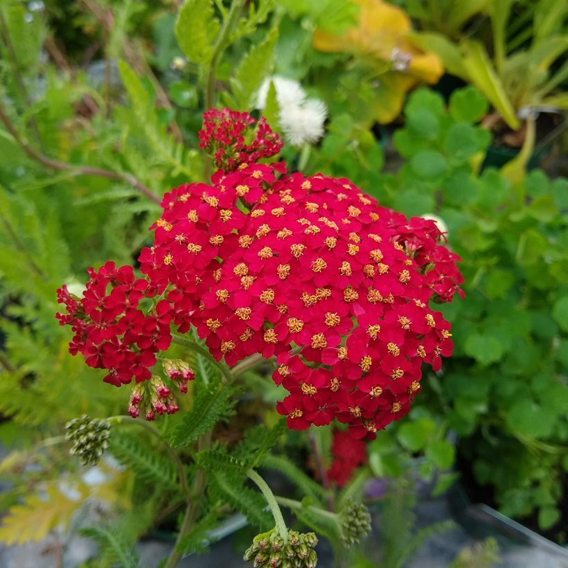 Achillea millefolium The Beacon (Fioritura)