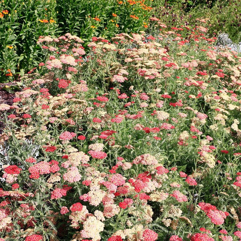 Achillea millefolium The Beacon (Porto)