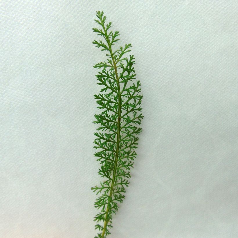 Achillea millefolium Velours (Fogliame)