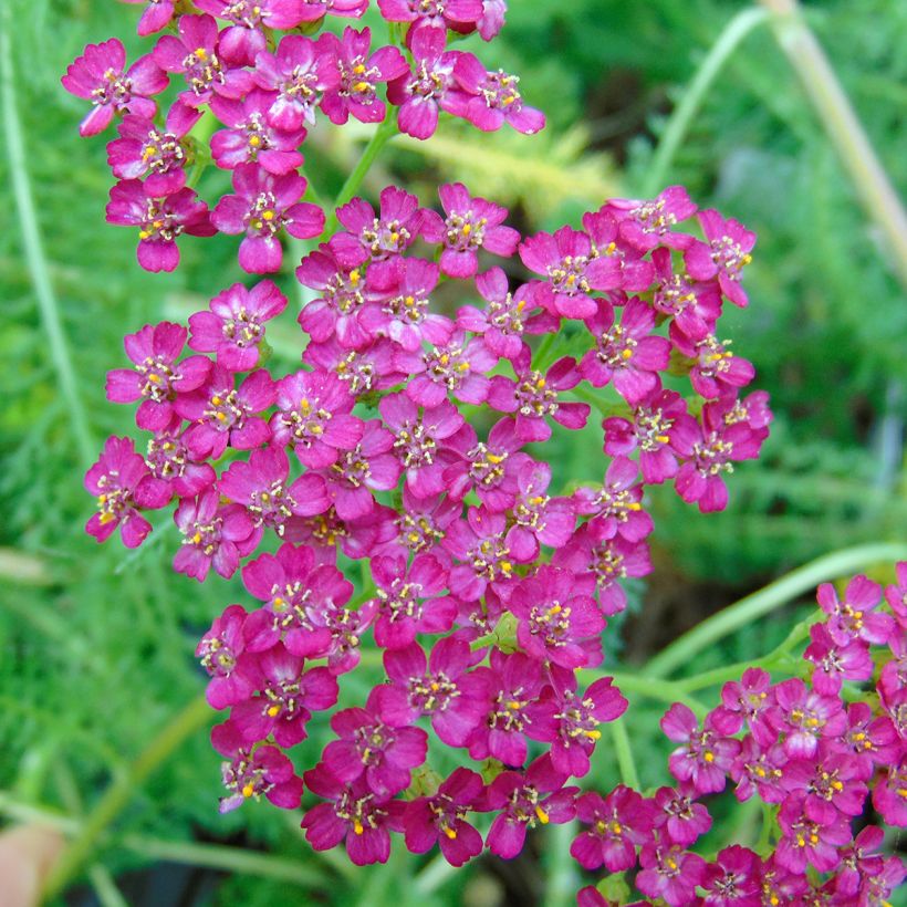 Achillea millefolium Velours (Fioritura)