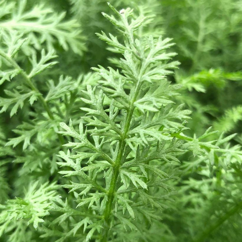 Achillea millefolium Paprika (Fogliame)