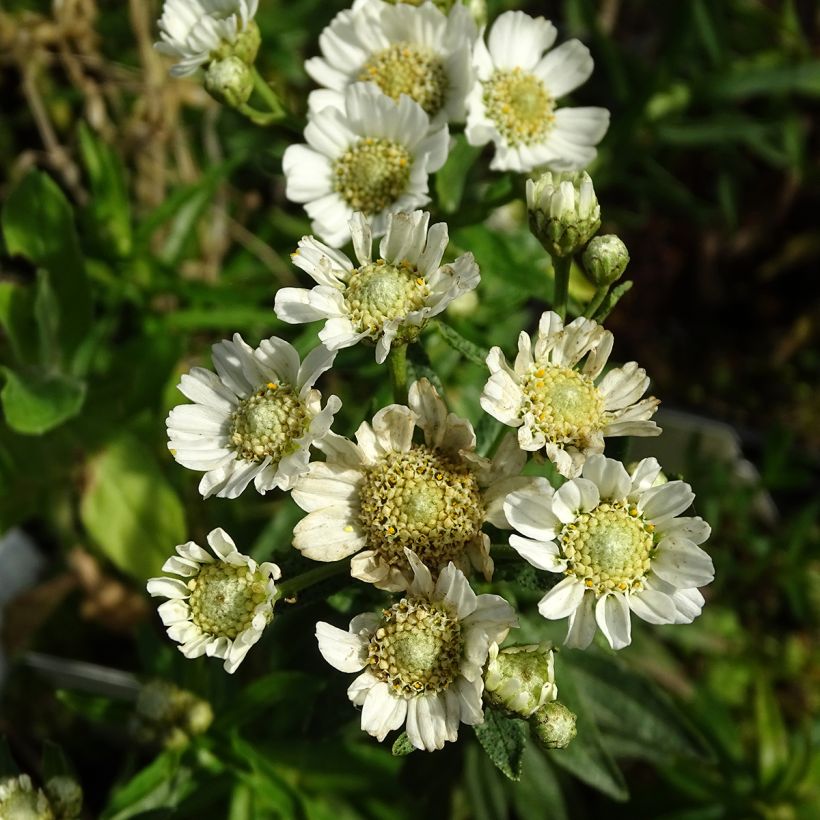 Achillea ptarmica Nana Compacta (Fioritura)