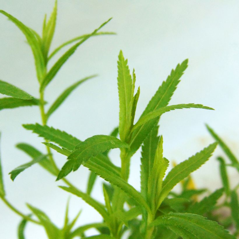 Achillea ptarmica The Pearl (Fogliame)