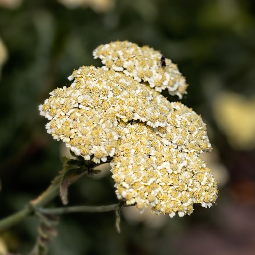 Achillea taygetea (Fioritura)