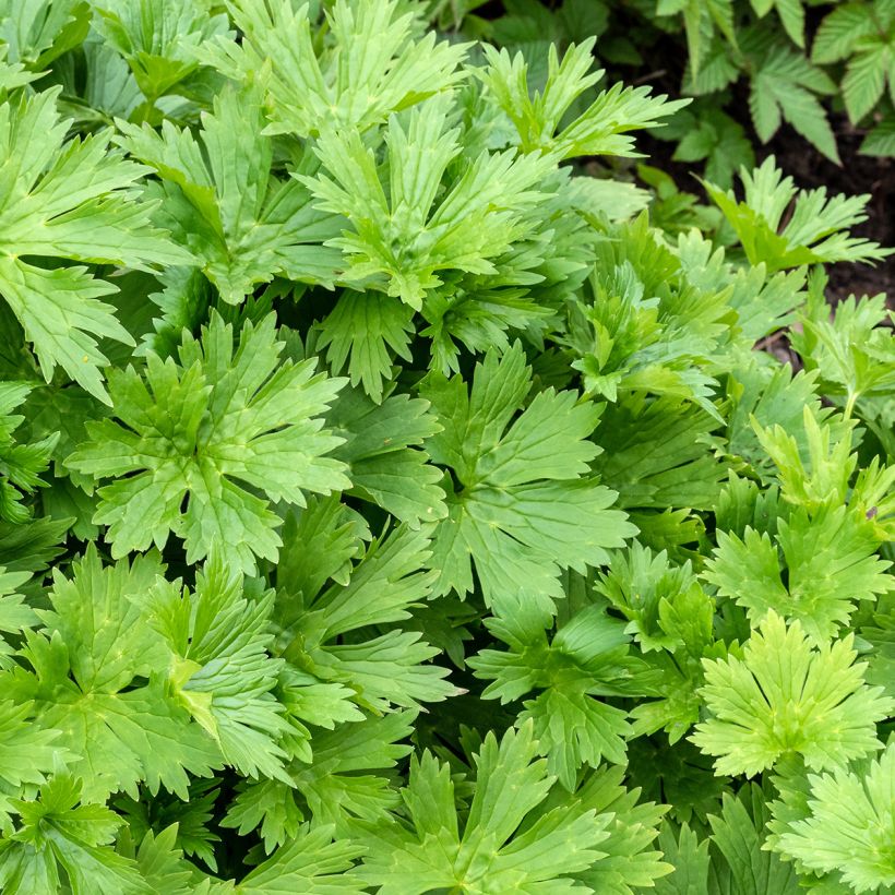 Aconitum lycoctonum subsp. neapolitanum (Fogliame)