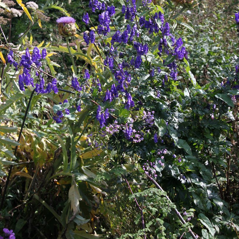 Aconitum pubiceps (Porto)