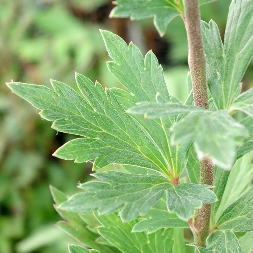 Aconitum fischeri - Aconito (Fogliame)