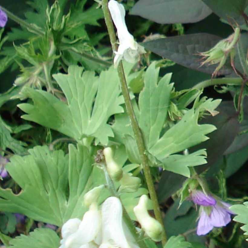 Aconitum septentrionale Ivorine (Fogliame)