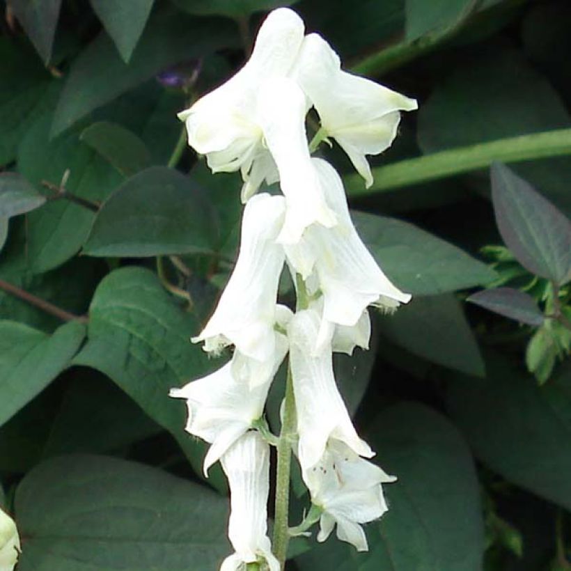 Aconitum septentrionale Ivorine (Fioritura)