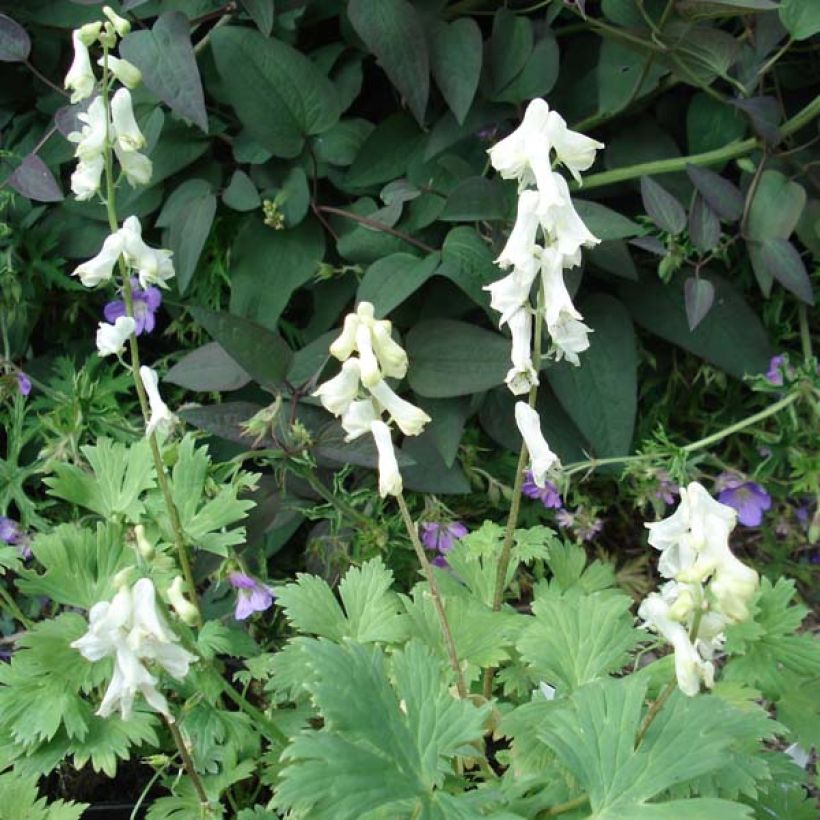 Aconitum septentrionale Ivorine (Porto)