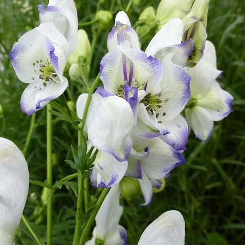 Aconitum cammarum Eleonora - Aconito (Fioritura)