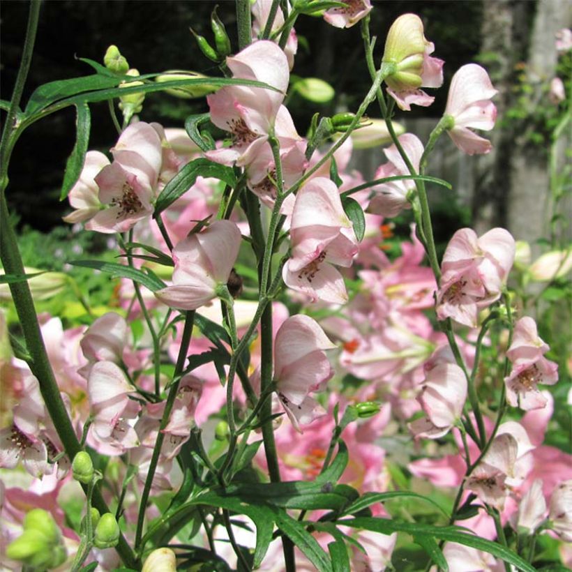 Aconitum Pink Sensation (Fioritura)