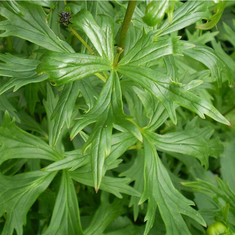 Aconitum henryi Spark's Variety (Fogliame)