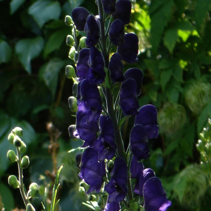 Aconitum henryi Spark's Variety (Fioritura)