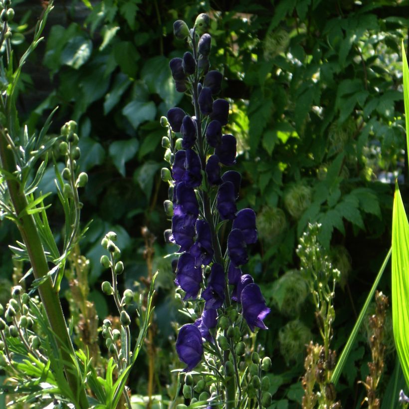 Aconitum henryi Spark's Variety (Porto)