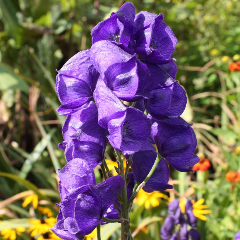 Aconitum carmichaelii Royal Flush - Aconito (Fioritura)