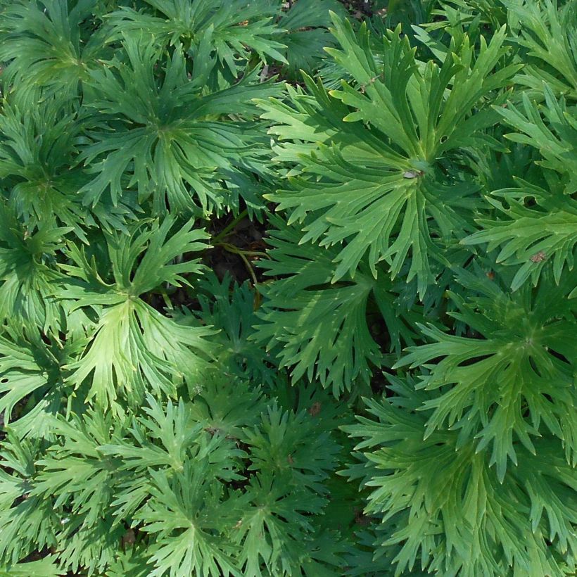 Aconitum lamarckii (Fogliame)