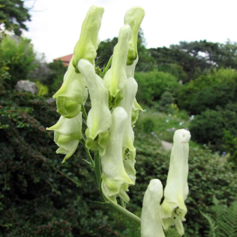 Aconitum lamarckii (Fioritura)