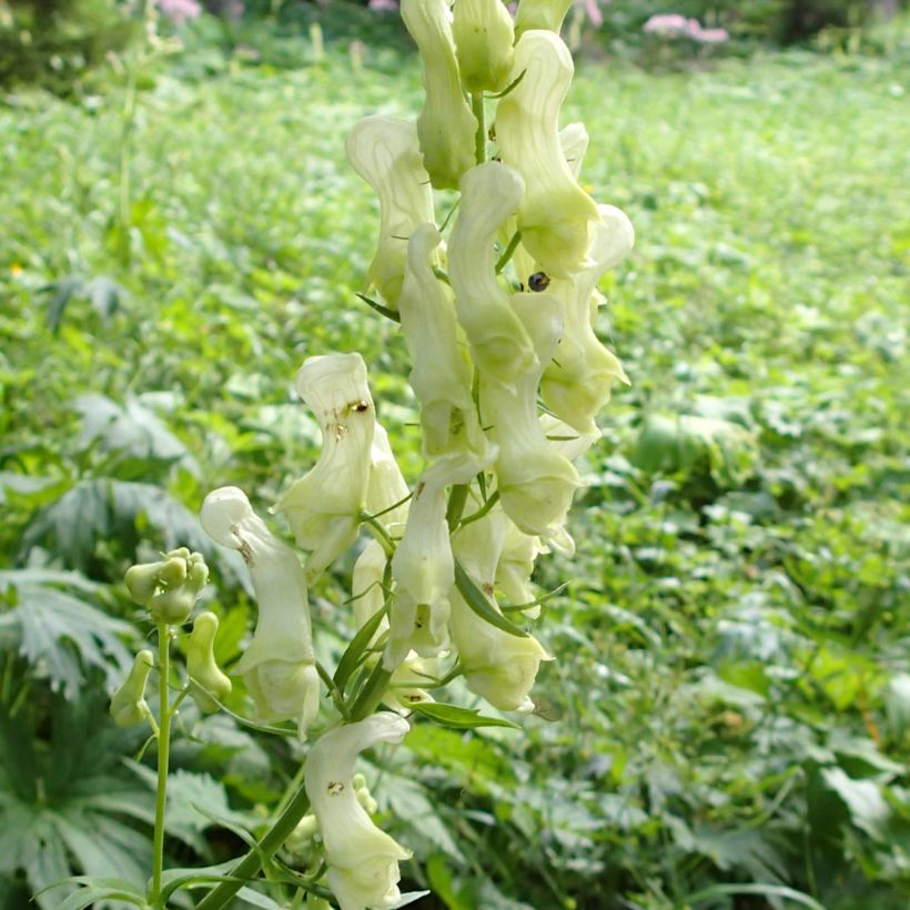 Aconitum lycoctonum subsp. neapolitanum (Fioritura)