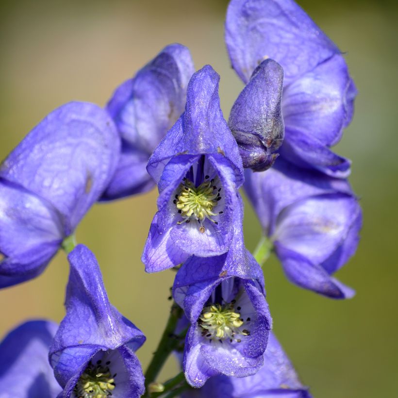 Aconitum napellus - Aconito napello (Fioritura)