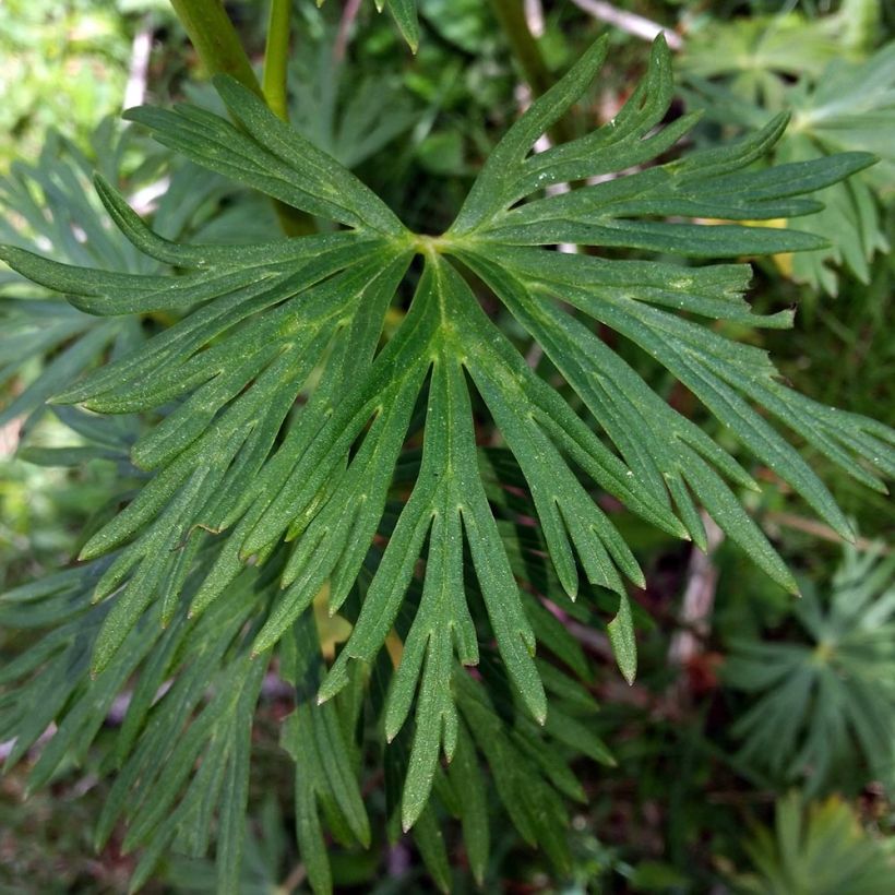 Aconitum napellus Rubellum - Aconito napello (Fogliame)