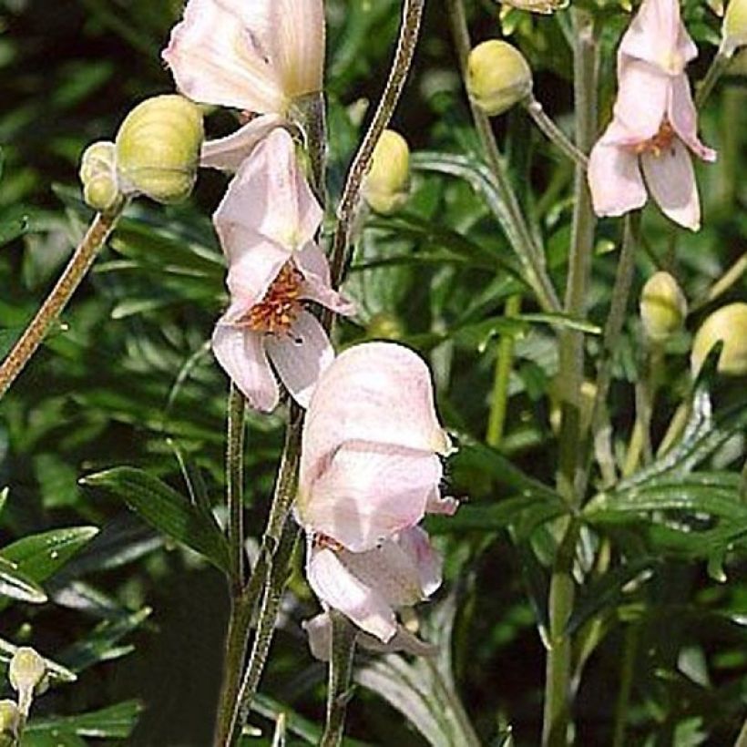 Aconitum napellus Rubellum - Aconito napello (Fioritura)