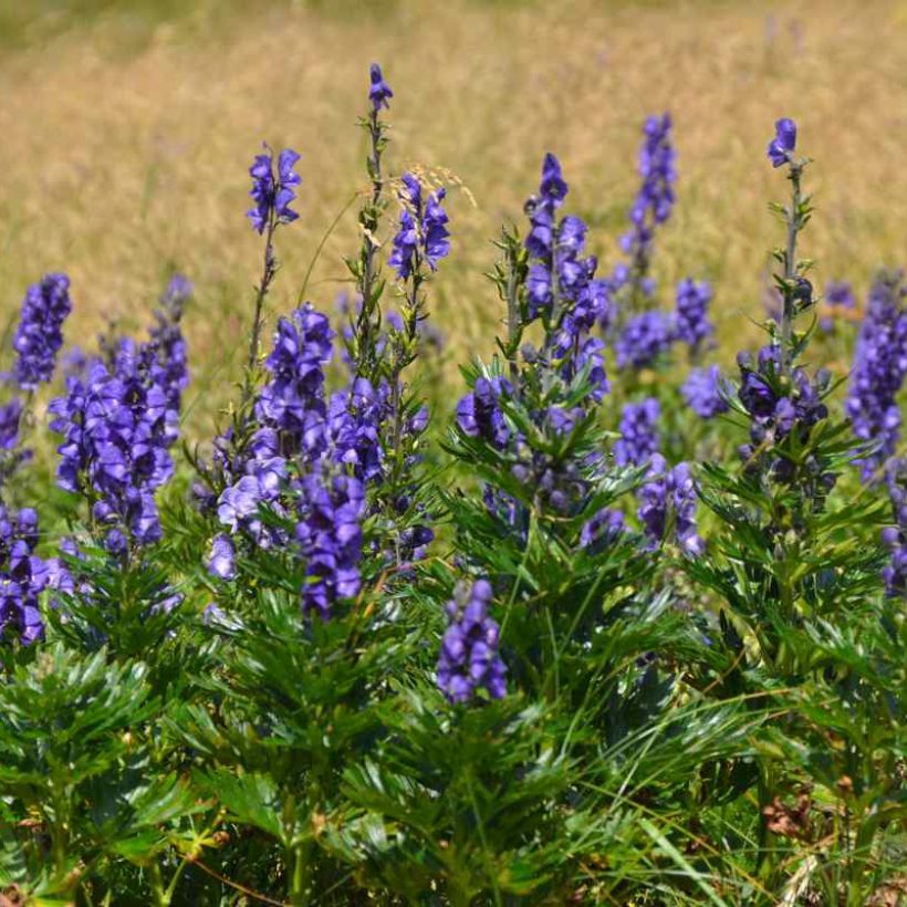 Aconitum napellus subsp. vulgare - Aconito napello (Porto)