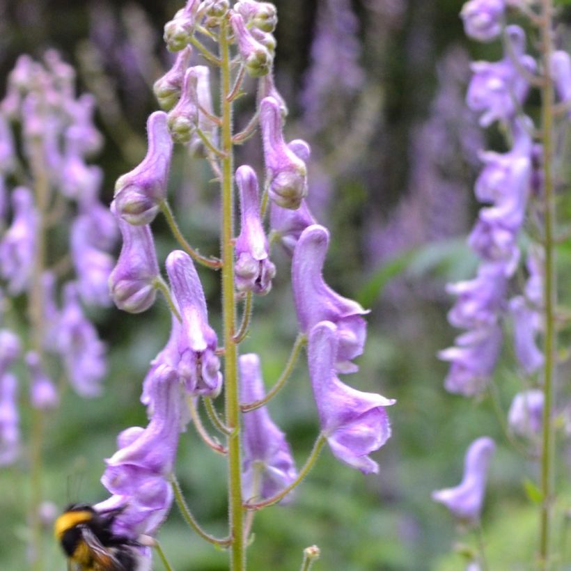 Aconitum scaposum (Fioritura)