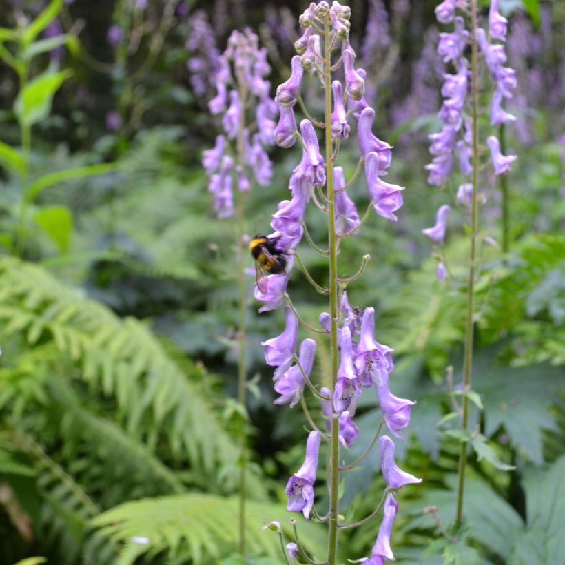 Aconitum scaposum (Porto)