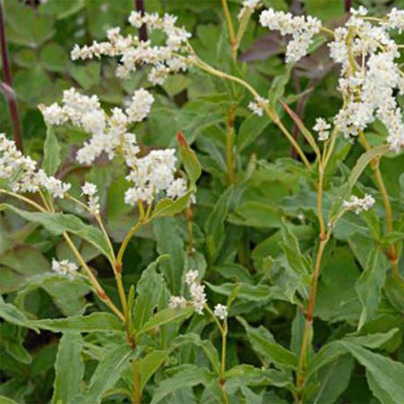 Aconogonon tortuosum var. glabrifolium (Fioritura)