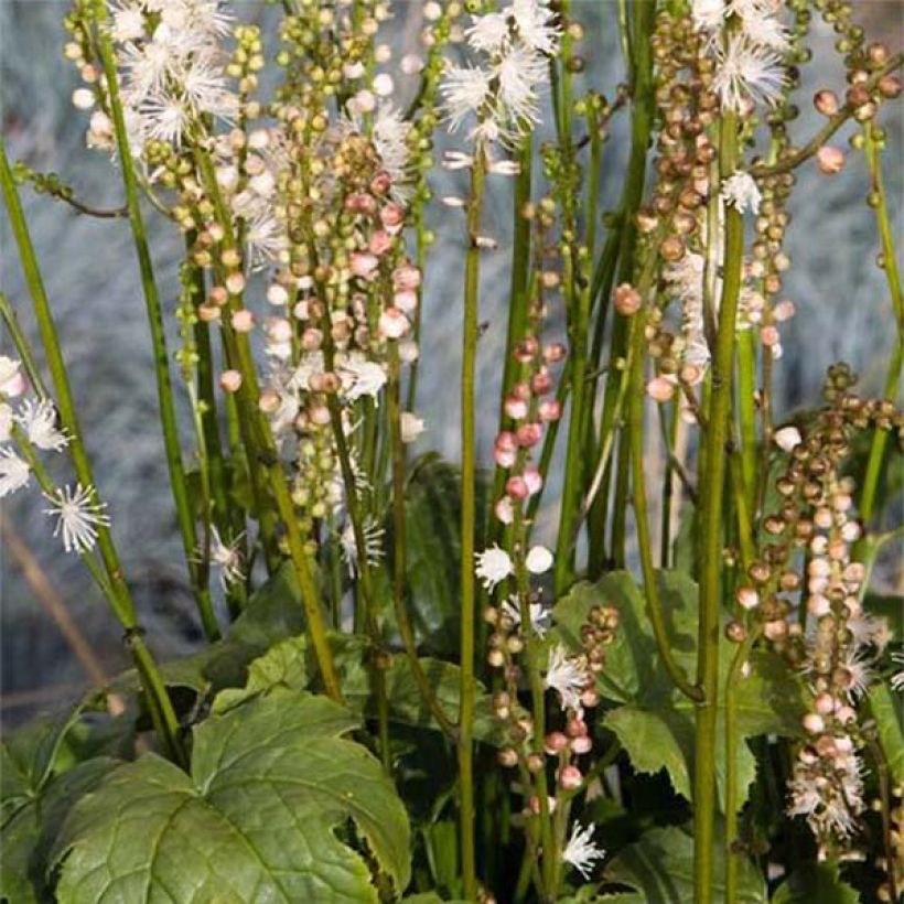 Actaea japonica Cheju-Do - Cimicifuga (Fioritura)