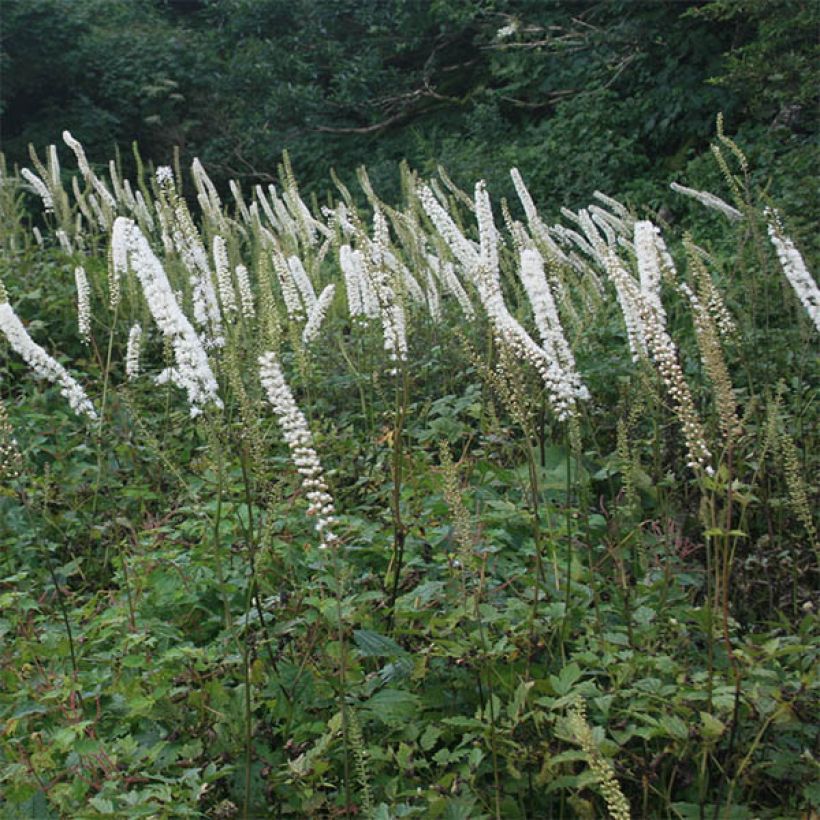 Cimicifuga simplex Carbonella - Actaea (Fioritura)