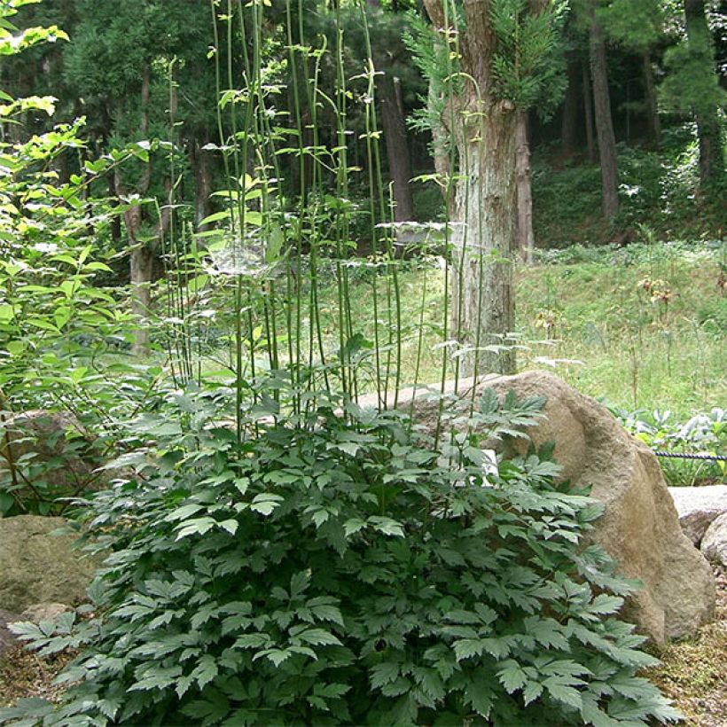 Cimicifuga simplex Carbonella - Actaea (Porto)