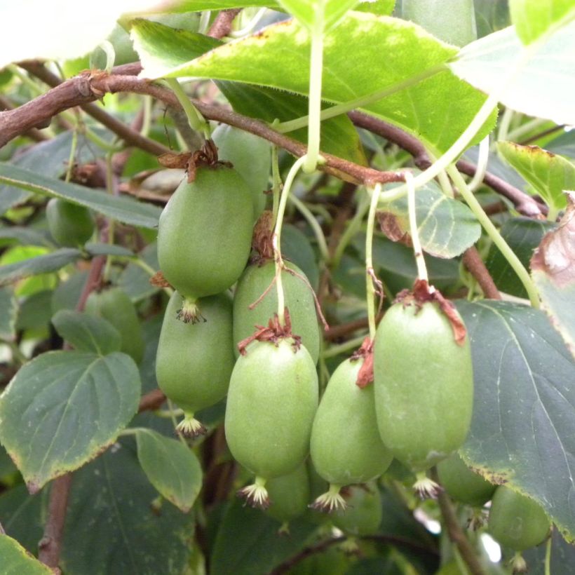 Mini kiwi Actinidia arguta Issai (Raccolta)