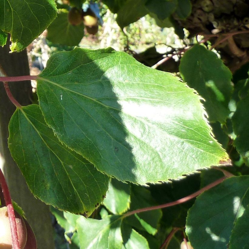 Mini kiwi Actinidia arguta Purpurea (Feminna) (Fogliame)