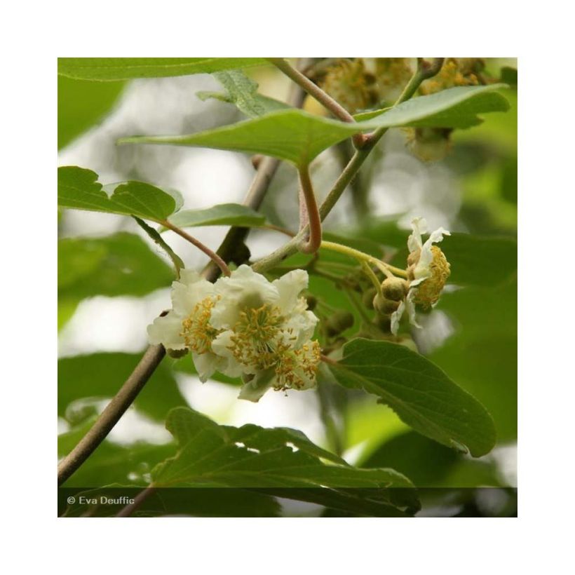 Kiwi Actinidia deliciosa Belen (Fioritura)