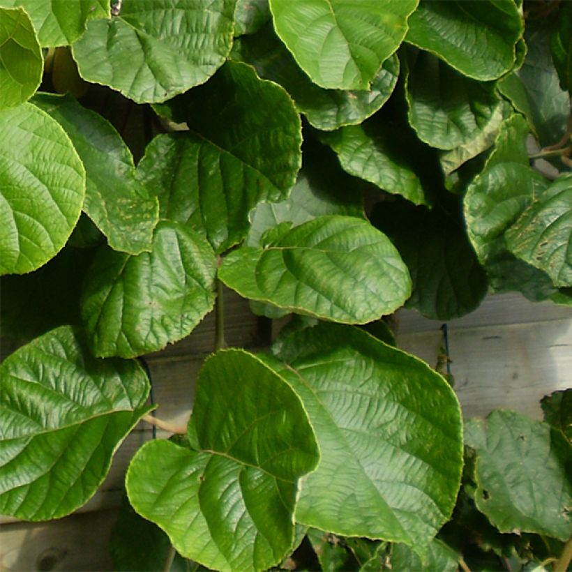 Kiwi Actinidia deliciosa Tomuri (maschio) (Fogliame)