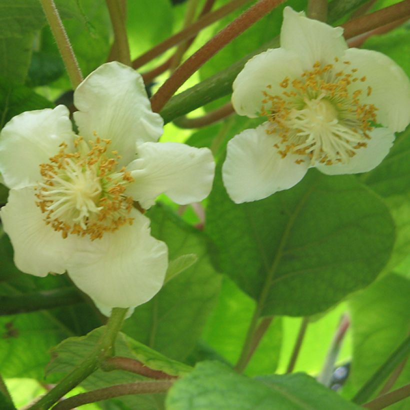 Kiwi Actinidia deliciosa Tomuri (maschio) (Fioritura)