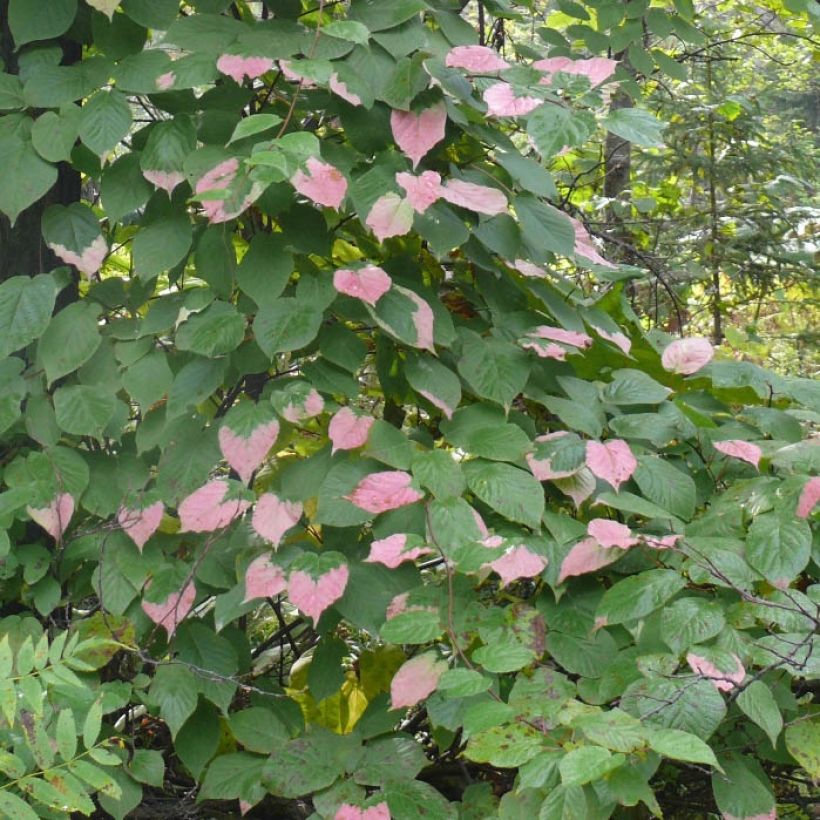 Actinidia kolomikta Eve - Kiwi tricolore (Fogliame)