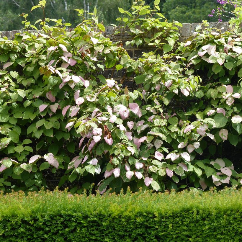 Actinidia kolomikta Eve - Kiwi tricolore (Porto)