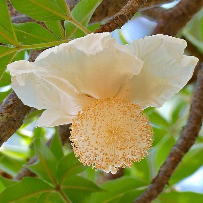 Adansonia digitata - Baobab africano (Fioritura)