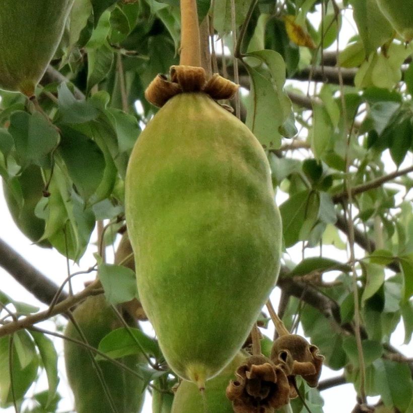 Adansonia grandidieri - Baobab di Grandidier (Raccolta)