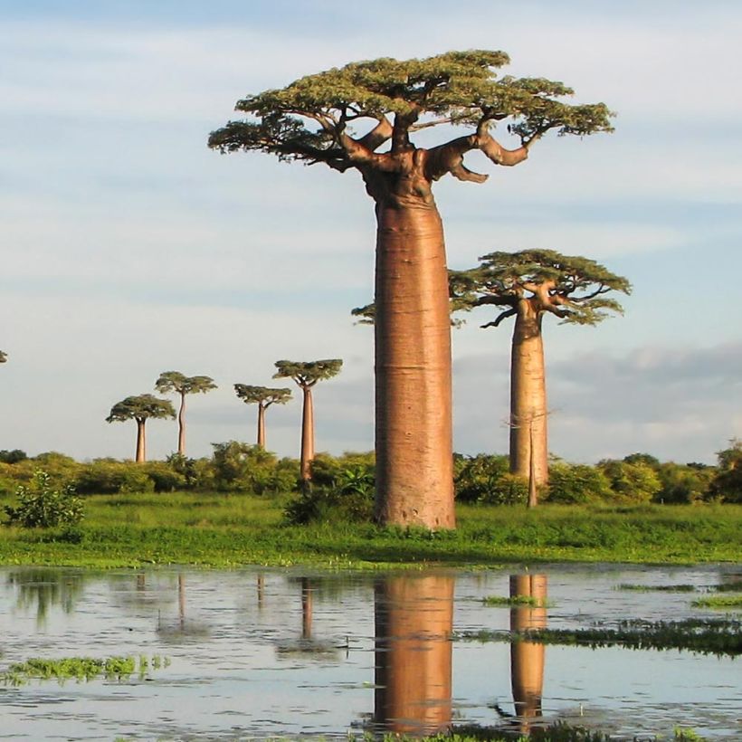 Adansonia grandidieri - Baobab di Grandidier (Porto)