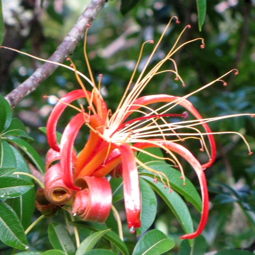 Adansonia madagascariensis - Baobab del Madagascar (Fioritura)