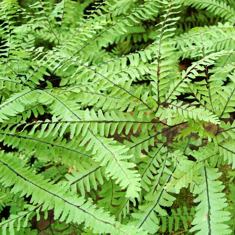 Adiantum aleuticum Imbricatum - Felce capelvenere (Fogliame)