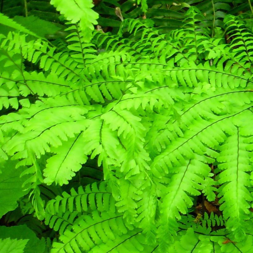 Adiantum aleuticum Miss Sharples - Felce capelvenere (Fogliame)