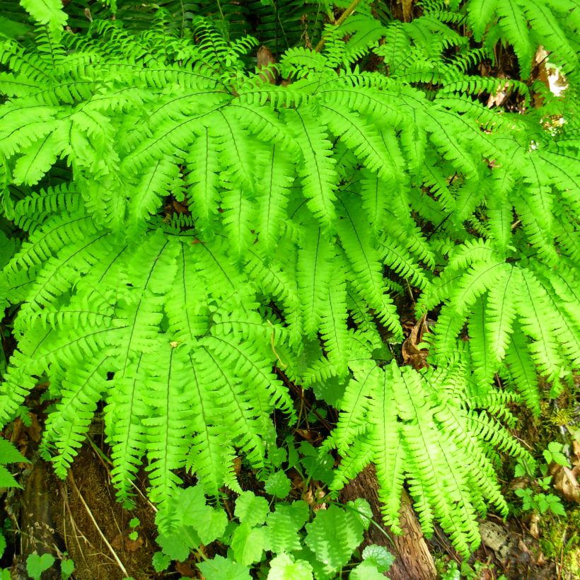 Adiantum aleuticum Miss Sharples - Felce capelvenere (Porto)